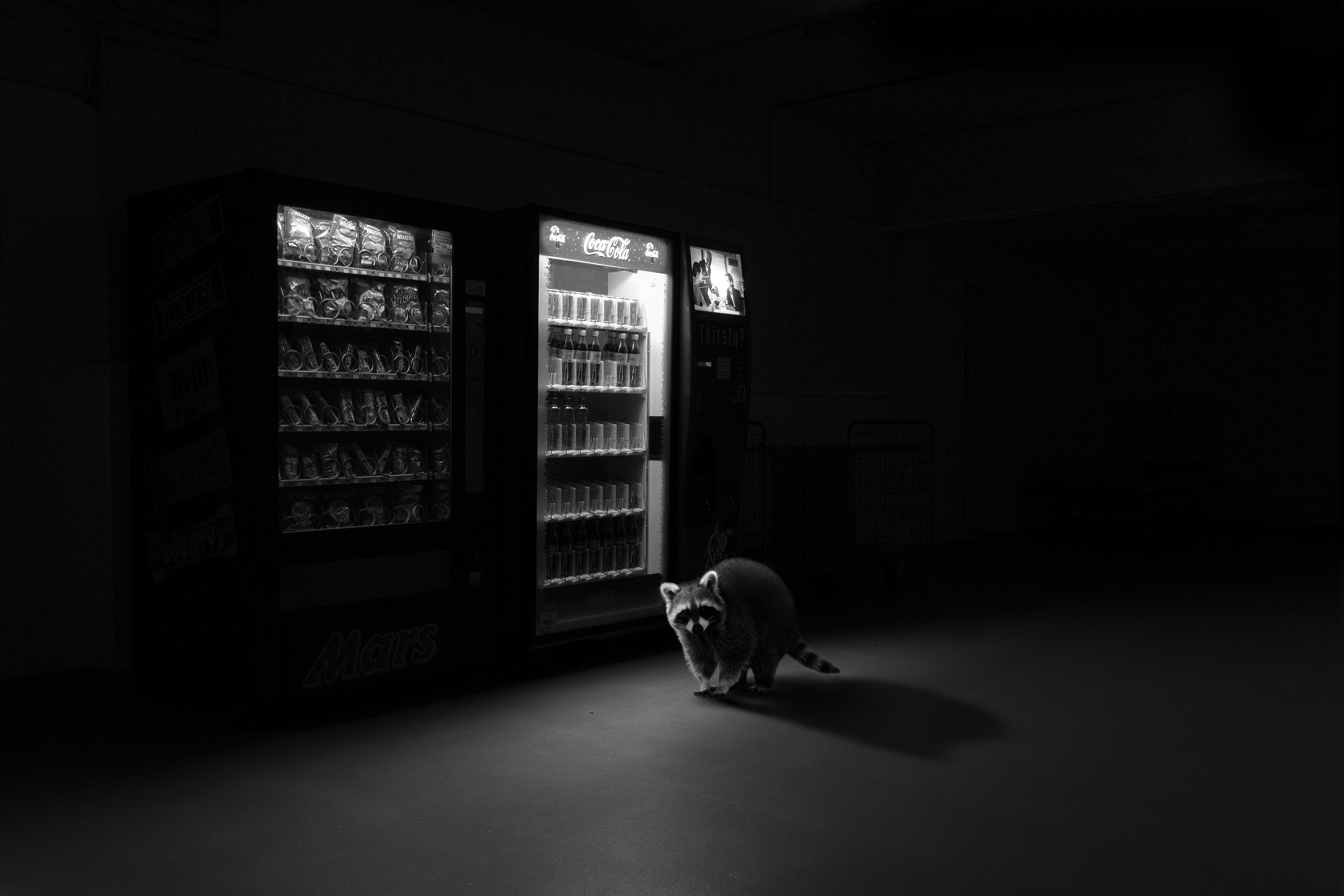 Raccoon