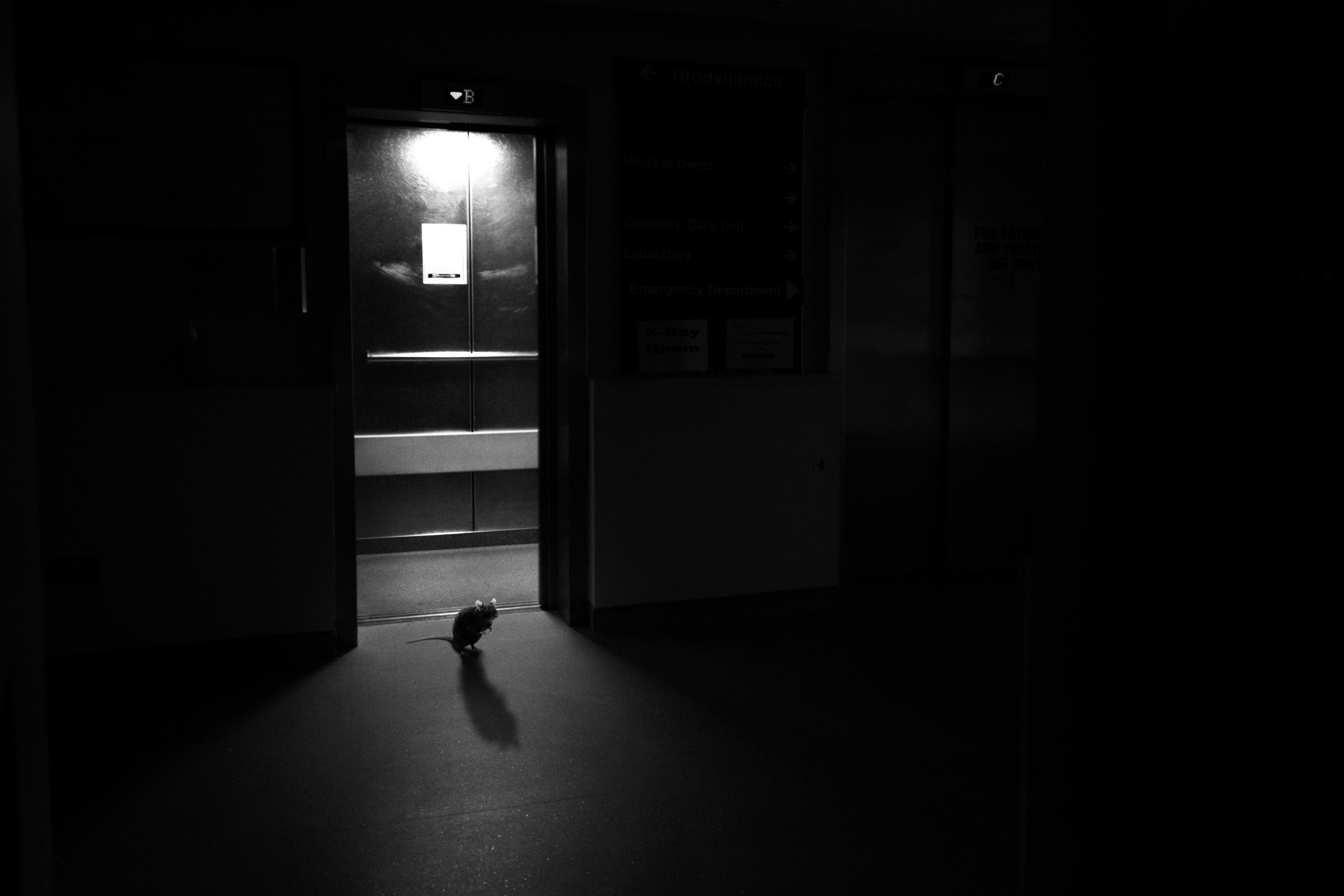 Rat