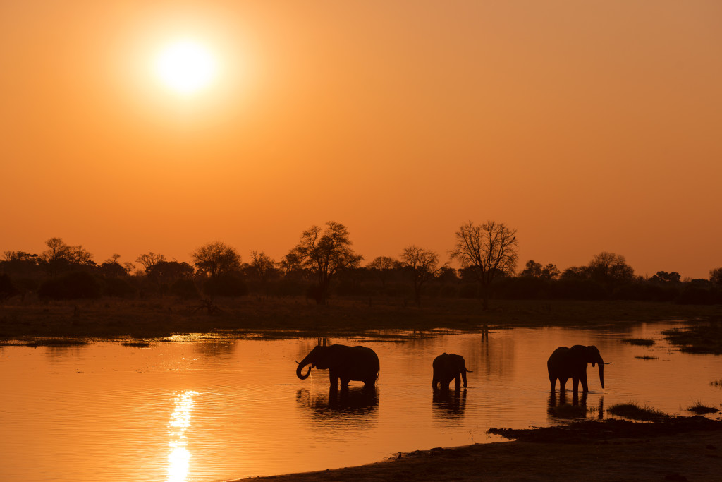 Elephants at sunset, Khwai, Botswana, Africa