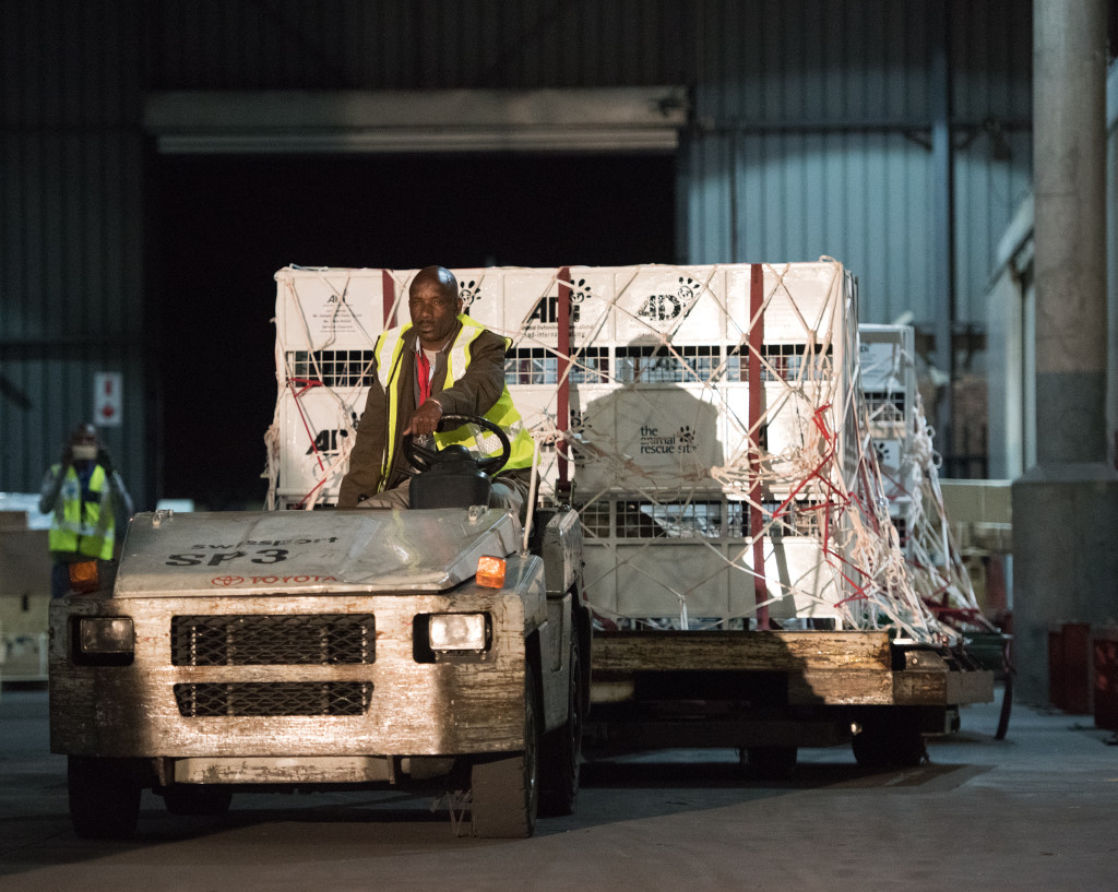 3.-The-lion-crates-are-taken-to-the-cargo-area