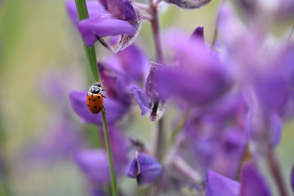 nikon-digital-slr-d3400-sample-lady-beetle