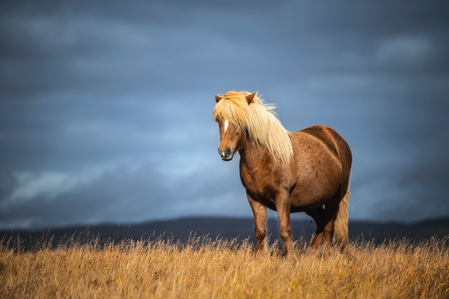 Nikon D850. @f2.8@1/2000sec ISO160. Nikon 70-200mm f2.8 Lens