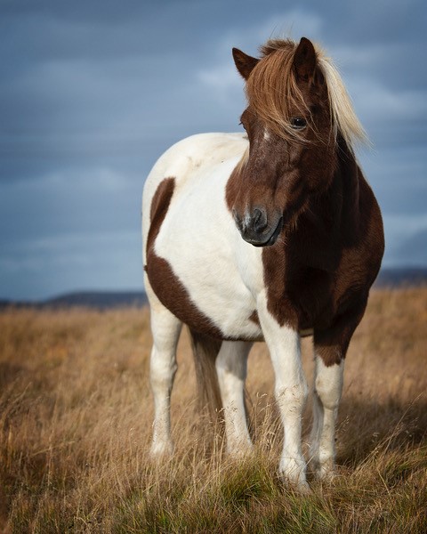 Nikon D850. @f2.8@1/2500sec ISO160. Nikon 70-200mm f2.8 Lens