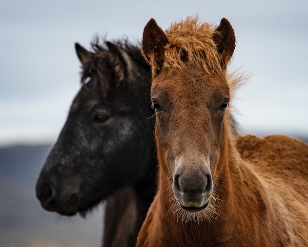 Nikon D850. @f5 @1/400sec ISO160. Nikon 70-200mm f2.8 Lens