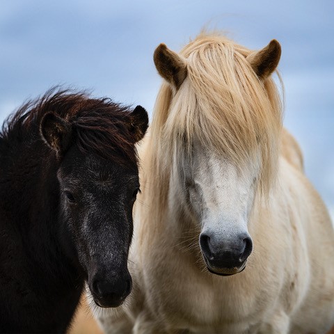 Nikon D850. @f2.8@1/800sec ISO160. Nikon 70-200mm f2.8 Lens
