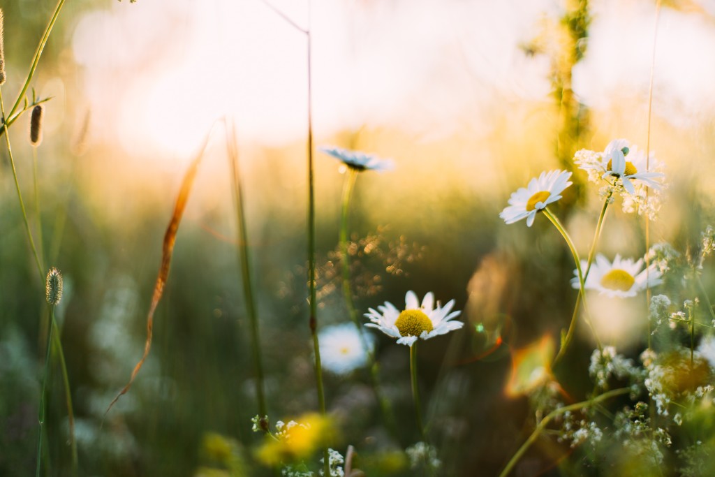 daiga-ellaby-354483-unsplash